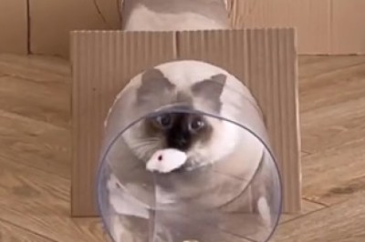 Catpocalypse: Hilarious Feline Avalanche Emerges From Mysterious Tunnel!