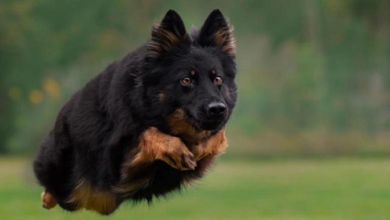 Chodsky Pes Care: Tips for Grooming and Requirements for Keeping