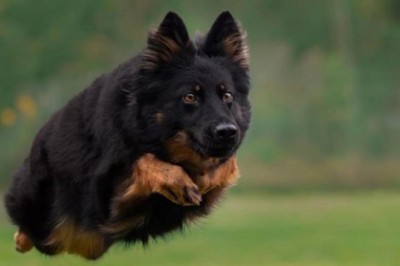 Chodsky Pes Care: Tips for Grooming and Requirements for Keeping