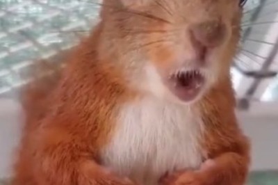 Crackling Cuteness Alert: Experience the Hilarious Chatter of Squirrels - What Do They Say?