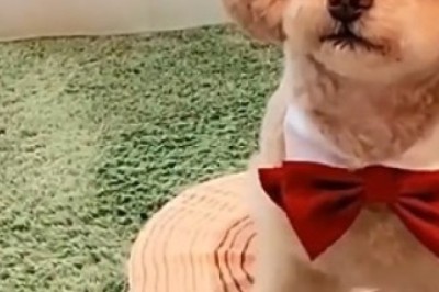 From Fluff to Flashback: Watch in Awe as This Cute Dog Recall Memories Through Hilarious Photos!