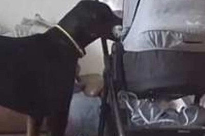 Heartwarming Moment: Dog Comforts Crying Baby, Leaves a Surprise in the Crib (Video)