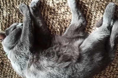 Hilarious Cat Napping Chronicles: Watch This Adorable Feline Master the Art of Sleep with Quirky Antics!