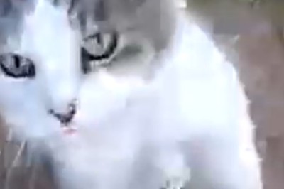 Hilarious Cat's Playtime Hijinks: Watch This Adorable Feline's Comical Quest for Fun!