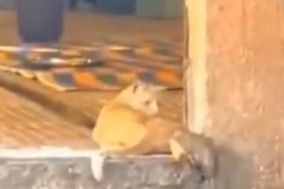 Hilarious Hijinks: A Cat and Mouse Comedy Showdown!