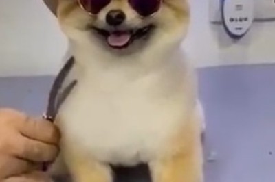 Hilarious Pomeranian Takes Over the Barber's Chair - #FurryBarberShopAntics!