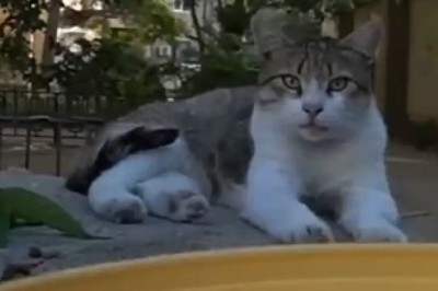 Hungry Cat Hilariously Demonstrates the Art of Food Begging - You Won't Believe Your Eyes!