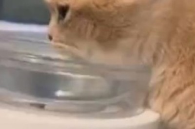 Hydrating Hilarity: Watch This Cat's Hilarious Water-Drinking Antics - You Won't Believe Your Eyes!