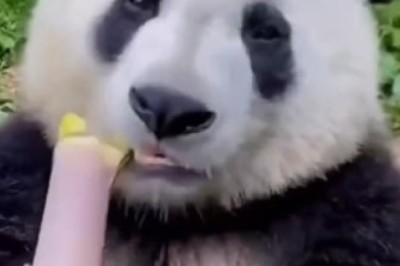 Panda's Hilarious Feast: Watch as this Hungry Bamboo Connoisseur Devours Reeds!