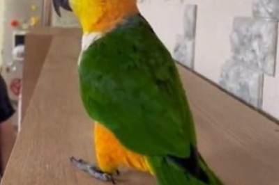 Parrot Jumps Into Fun: Hilarious Moments Caught on Video!