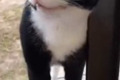 Quirky Cat on a Mission: Hilarious Antics of a Determined Feline in Pursuit of 'The Something'!