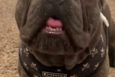 Talking Dog? Prepare to Burst into Laughter as Canine Comically Attempts to Speak!