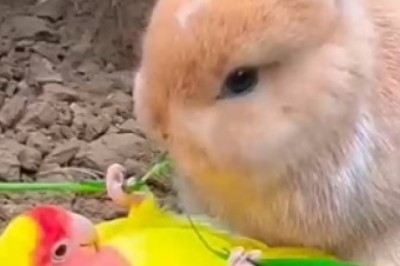 Unlikely BFFs: The Hilarious Friendship Between a Parrot and a Rabbit is Pure Comedy Gold!