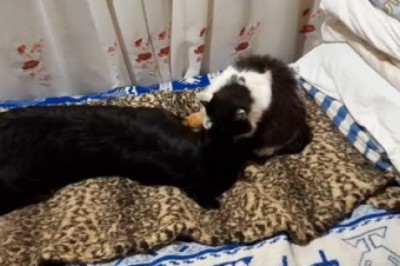 Unlikely Duo Unleash Adorable Antics: Hilarious Dog and Cat Enjoy Beautiful Bond!