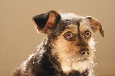 Adorable Dog's Hilarious Antics Will Melt Your Heart!