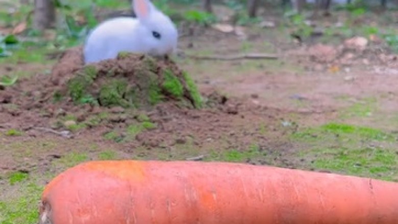 Carrot Crunch Mania: Watch This Adorable Rabbit Go Bonkers Over Carrots in the Ultimate Munch Fest!