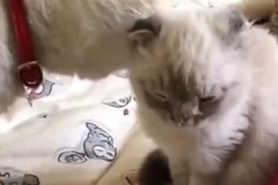Cat Becomes Ultimate Protector and Nanny for Adorable Kitten!