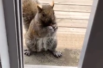 Cat vs. Squirrel: An Epic Battle to Protect the Homestead!
