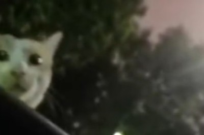 Cats Gone Wild: Hilarious Video Shows a Mischievous Feline Giving a Surprising Smackdown to an Unexpecting Man Inside a Car!