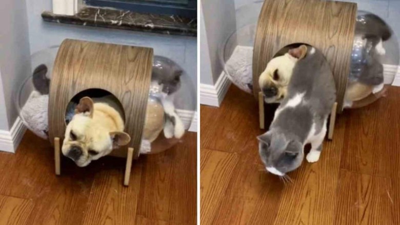 Hilarious Cat's Regret: Entering the Fart-Filled Realm of a French Bulldog!