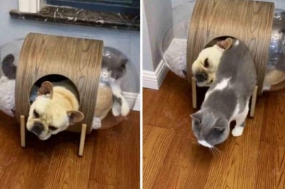 Hilarious Cat's Regret: Entering the Fart-Filled Realm of a French Bulldog!