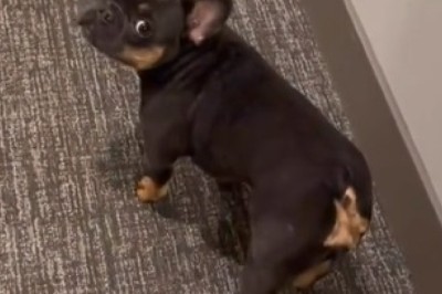 Hilarious Hound's Spooked Spectacle! Watch as Fearful Dog Confronts the Terrifying Unknown!