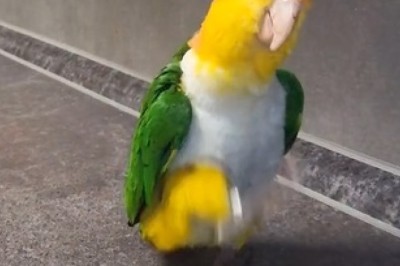 Hilarious Parrot Parade: Watch This Feathered Comedian Strut with Military Precision!