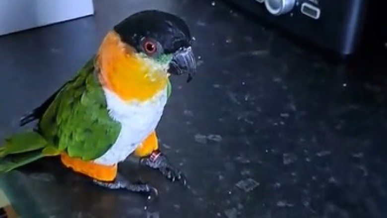 Hilarious Parrot Takes a Stroll - You Won't Believe What Happens Next!