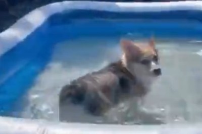 Hilarious Pooch Makes a Splash at the Park: Watch This Adorably Soggy Doggy Turn Heads with Their Epic Swimming Skills!