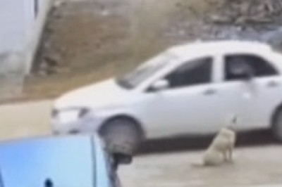 Incredible Doggie Drive-By! Watch as a Daring Pooch Jumps Through Car Window in Epic Doggie Duel!
