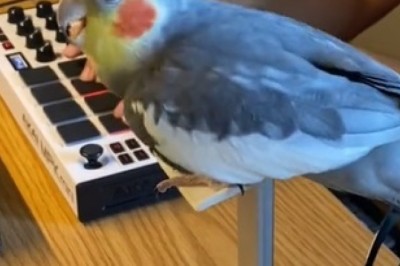 Piano-Playing Parrot Prodigy! Watch in Awe as this Feathered Maestro Dances and Serenades Simultaneously!