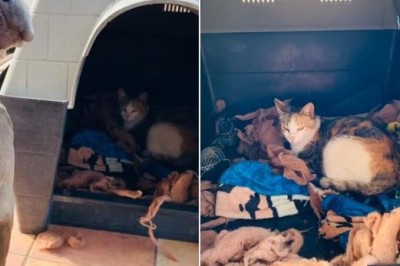 A Heartwarming Friendship: Pitbull and Pregnant Cat Share an Unexpected Bond