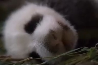 Adorable Panda Caught in Hilariously Deep Sleep - You Won't Believe the Cuteness!