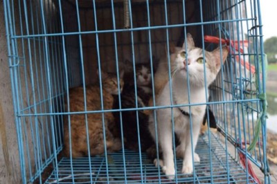 China Cat Meat Trafficking Dismantled, Saving Thousands of Felines