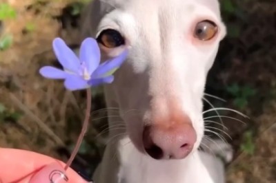 Heart-Melting Moment: Adorable Dog Surprises His Human with a Flower!