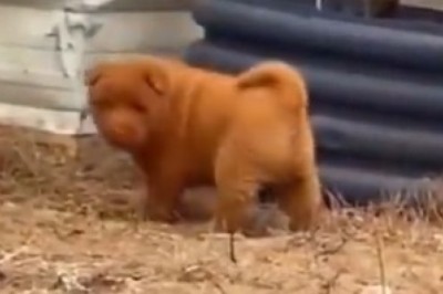 Hilarious Hijinks Unleashed by Adorable Small Dog - Can You Handle the Cuteness Overload?