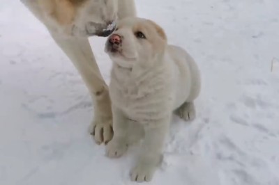 Hilarious Snow Showdown: Puppies VS Winter!