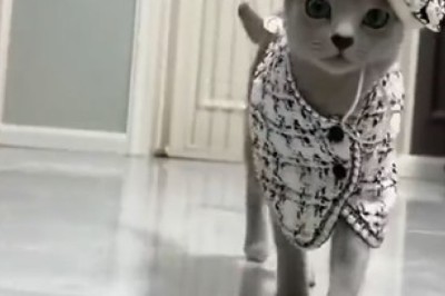 This Talented Cat Will Mesmerize You with Its Hilarious Costume Showoff Skills!
