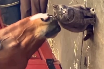 Unlikely Love Story Unfolds as Horse Shows Unprecedented Affection for Adorable Cat - Prepare to Be Amazed!
