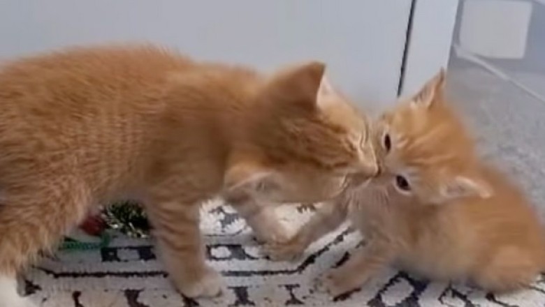 A Heartwarming Tale of Feline Camaraderie: Handicapped Kitten Finds Support from its Feline Family