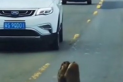 Highway Hijinks: Marmot Melee Leads to Hilarious Police Intervention!