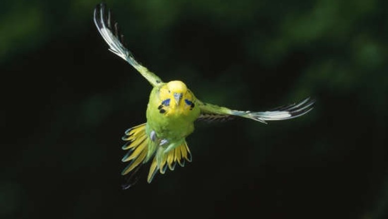 Incredible Journey: Pintail Bird's 8,000-Mile Nonstop Flight to Australia