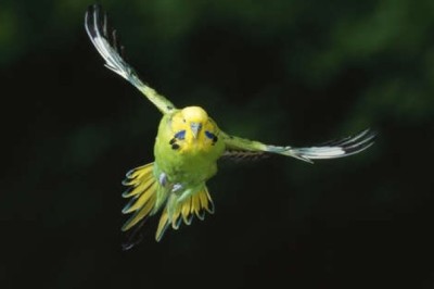 Incredible Journey: Pintail Bird's 8,000-Mile Nonstop Flight to Australia
