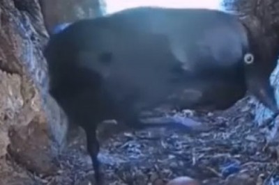 MISCHIEVOUS CROW VS. FIERCE HAWK: EPIC FOOD FIGHT IN MID-AIR