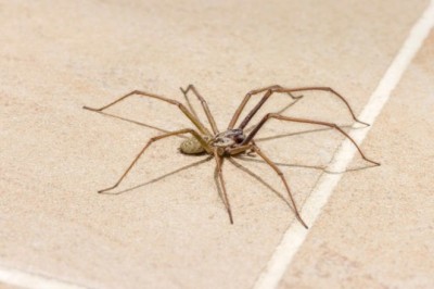 Natural Spider Repellent: 5 Plants to Keep Spiders Away in Your Apartment