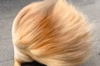 Puptastic Comedy: Hilarious Dog's Windy Dilemma Will Leave You in Stitches!