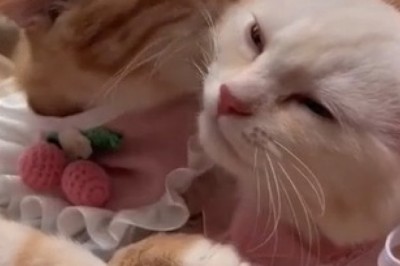 Relationship Goals: Double the Cuteness in an Adorable Cat Love Story!