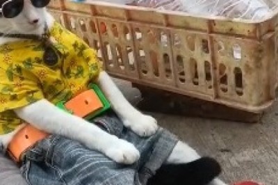 Bob Marley Cat: The Feline King of Reggae Will Have You Feline Alright!