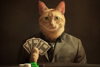 Cat's Random Toy Toss Strategy Could Turn Owner into Millionaire