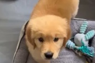 Cutest Canine Alert: This Adorable Little Dog will Melt Your Heart!